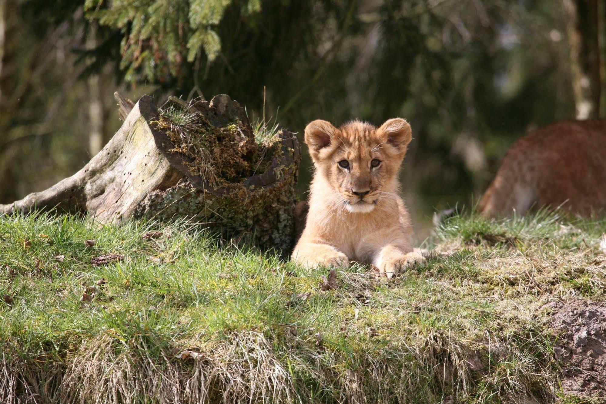 Givskud Zoo Hostel 외부 사진